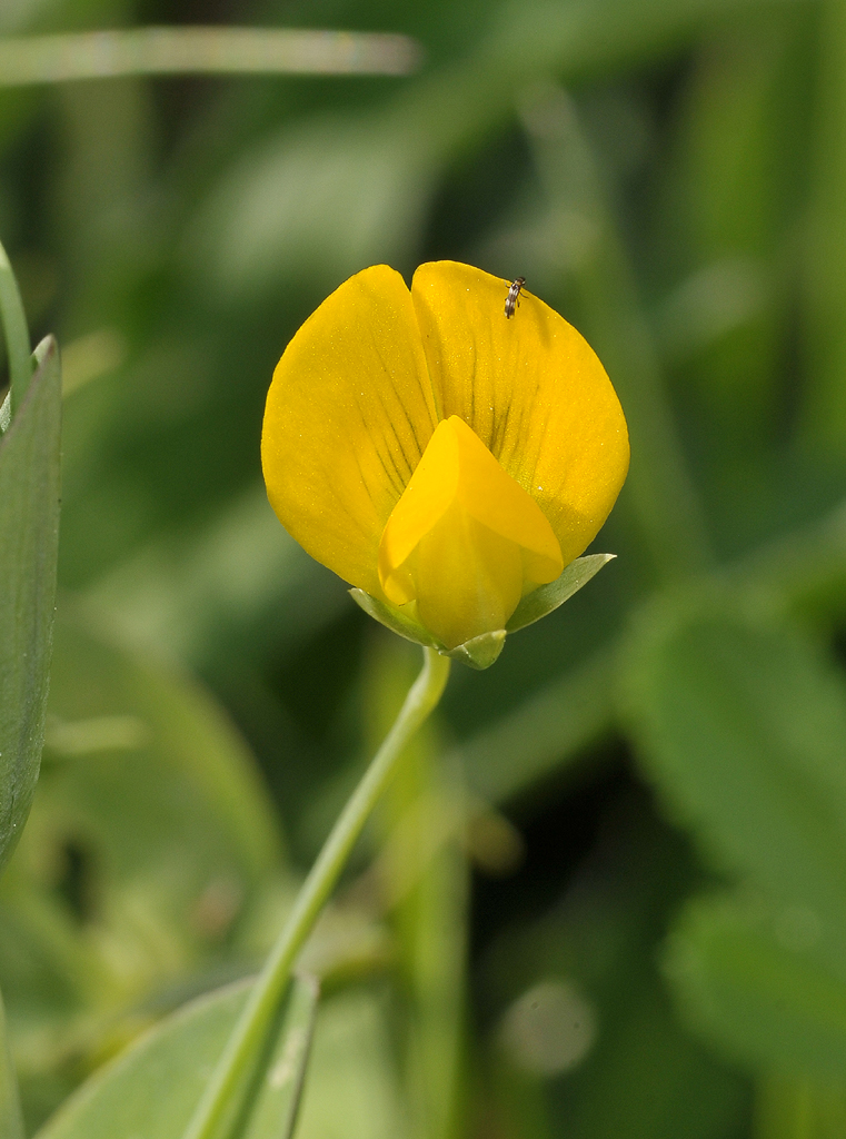 Lathyrus aphaca. Close-up.