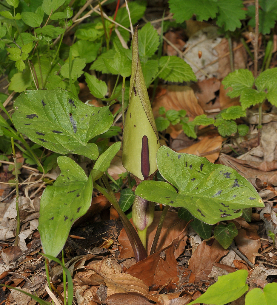 Arum maculatum.