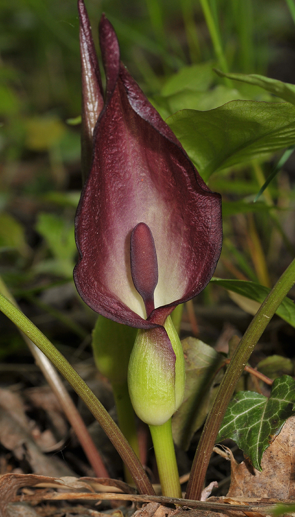 Arum maculatum. Dark.