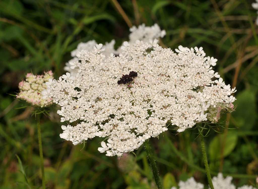 Daucus carota. Close-up.