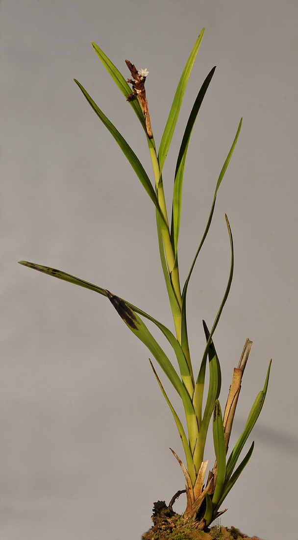 Agrostophyllum earinoides.