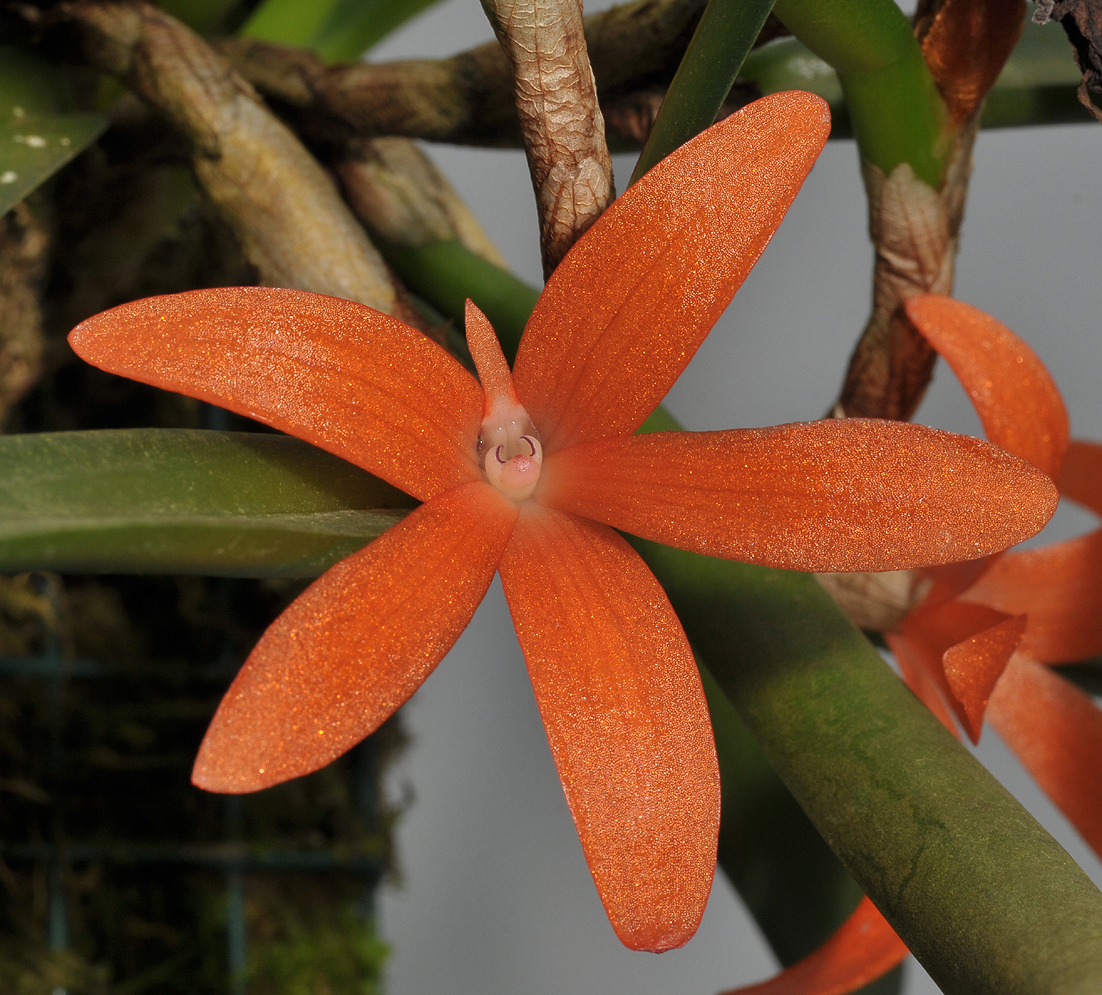 Ceratostylis retisquama. Close-up.