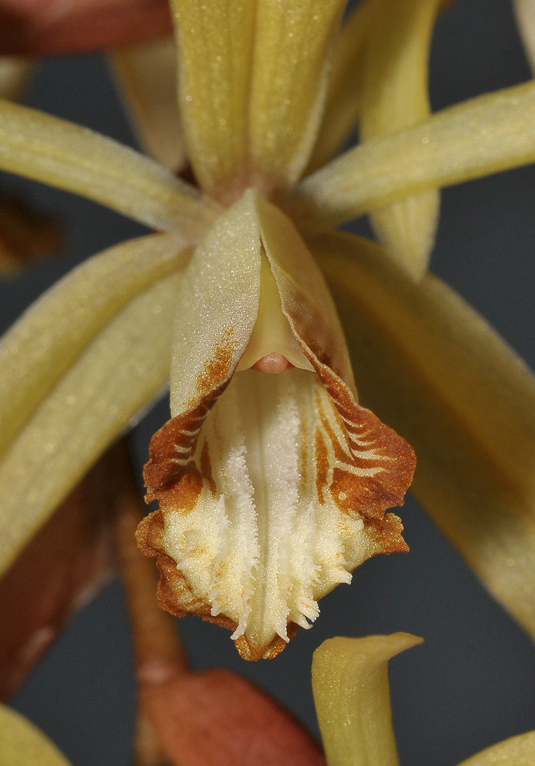 Coelogyne bruneiensis. Closer-up.