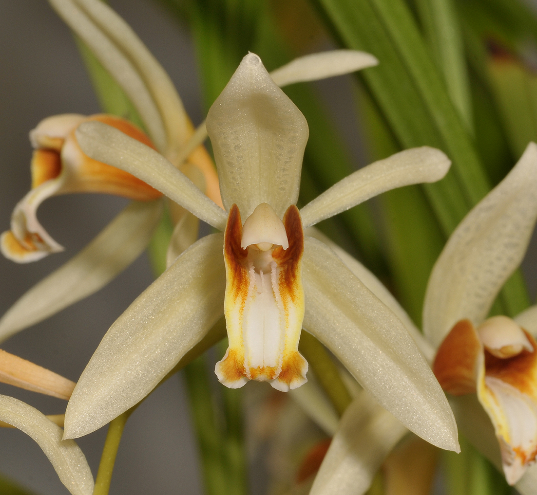 Coelogyne trinervis. Close-up.