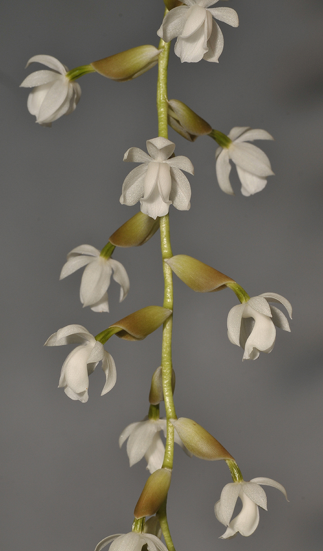 Coelogyne veitchii. Closer.
