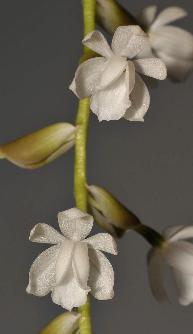 Coelogyne veitchii. Closer.