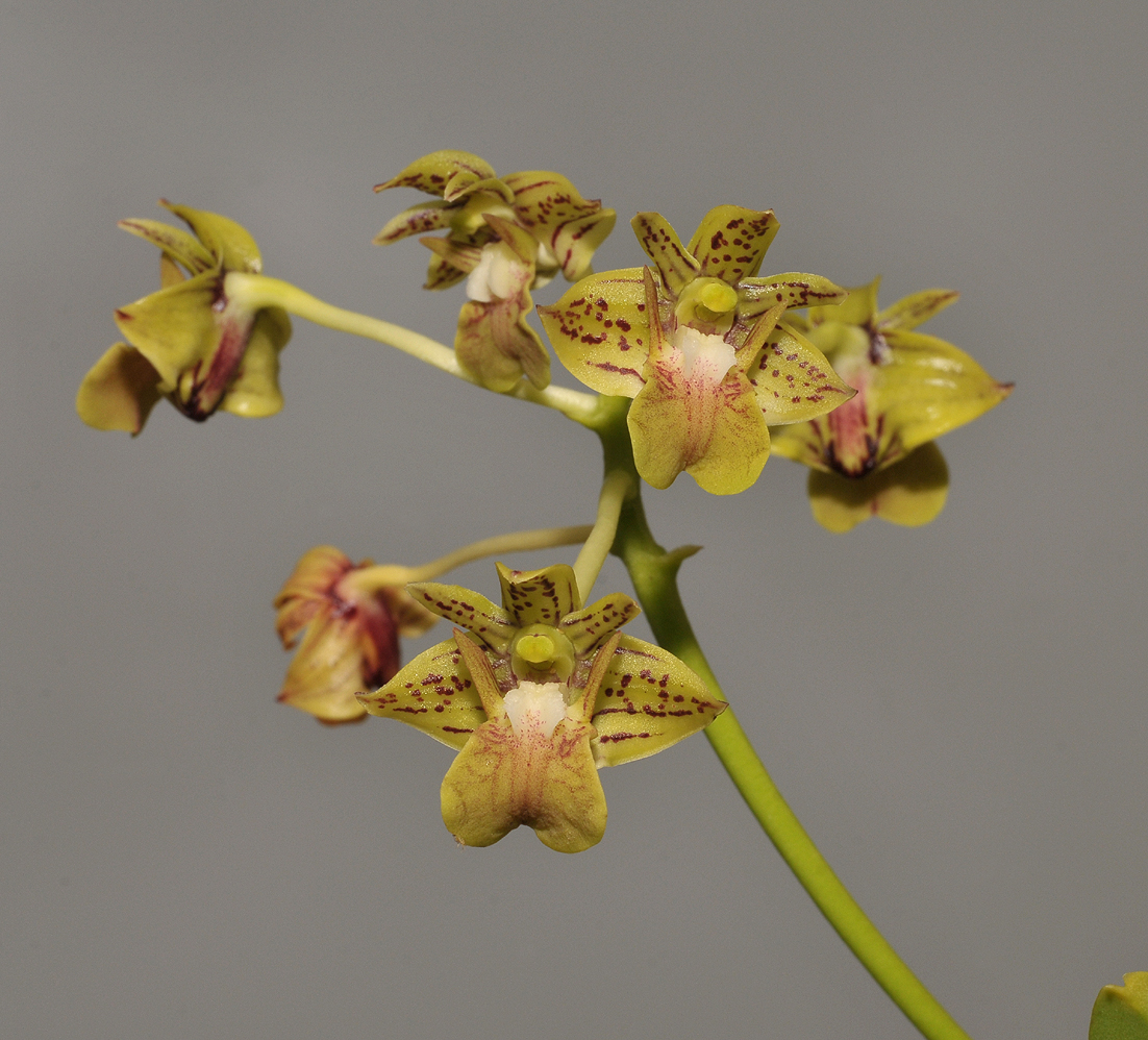 Dendrobium bifalce.