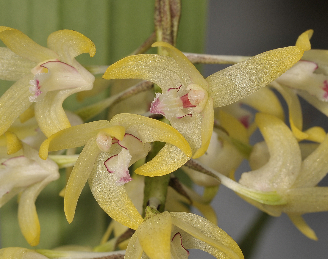 Eria sp. Close-up.