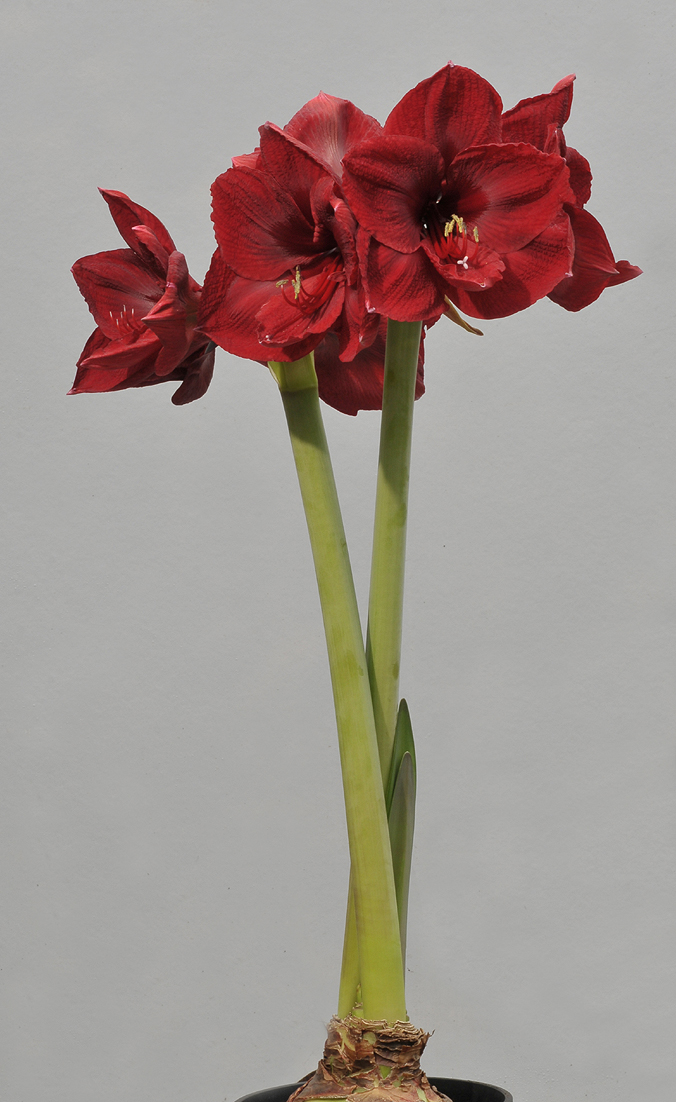Hippeastrum Benfica.