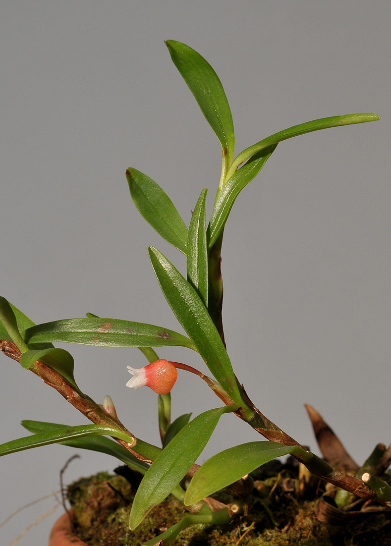 Mediocalcar bifolium.