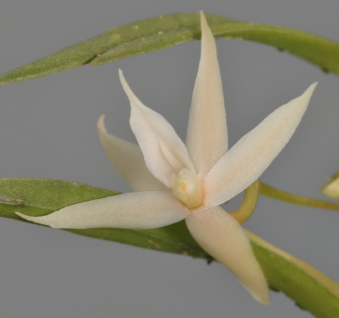 Angraecum erectum. Close-up.