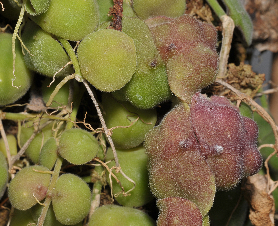 Dischidia astephana. Foliage.