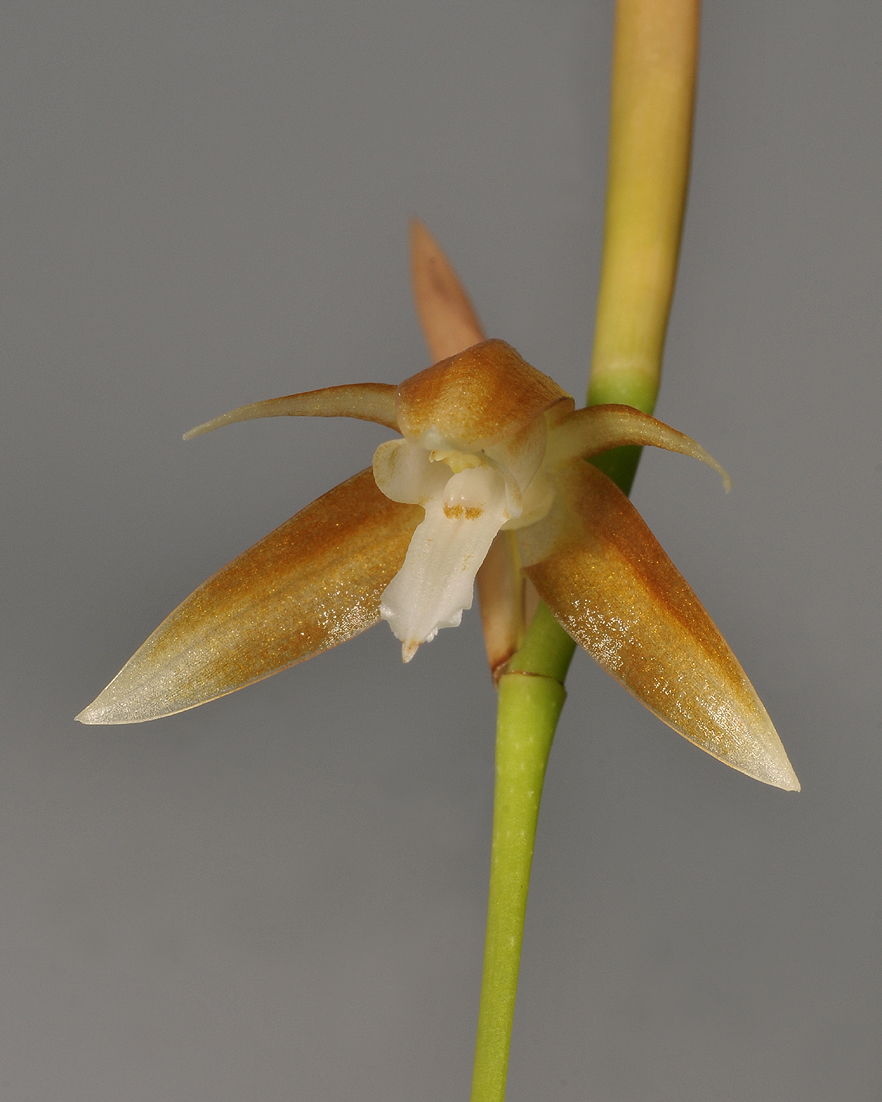 Coelogyne sp. aff. alvinlokii. Close-up.