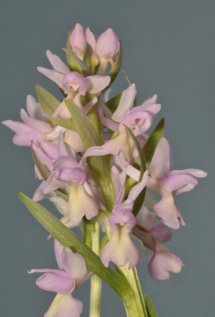 Dactylorhiza romana. Closer.