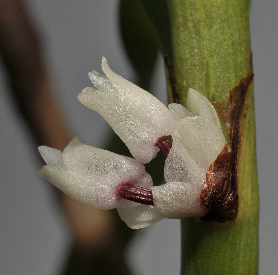 Eria kalelotong. aff sp. nov. Close-up side.