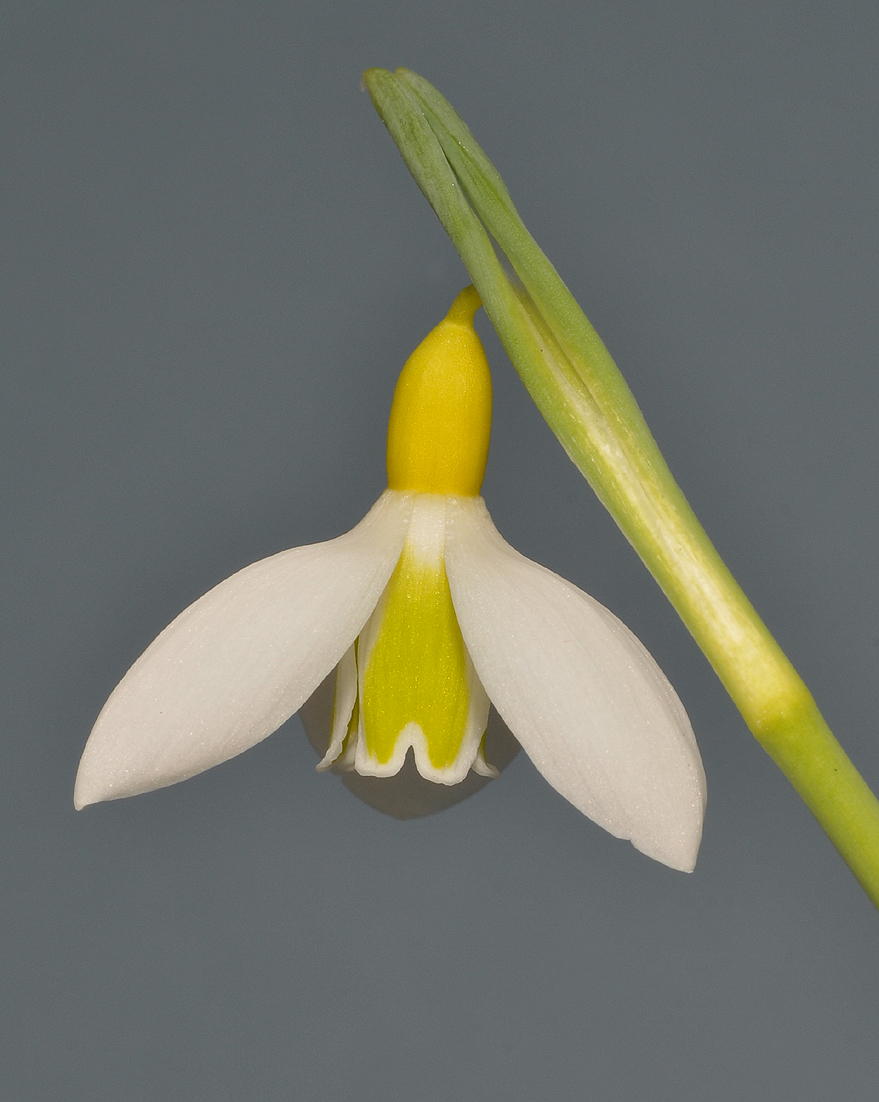 Galanthus plicatus Wendys Gold. Close-up.