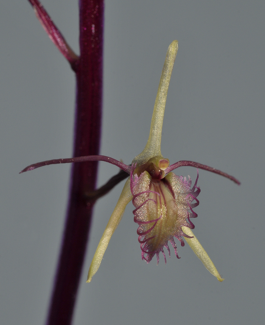 Liparis purpureoviridis. Close-up.