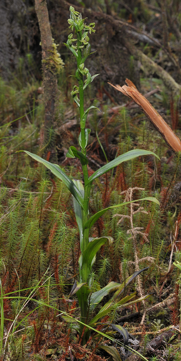 Habenaria praealta