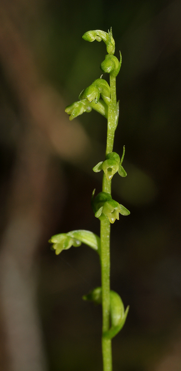 Benthamia sp.