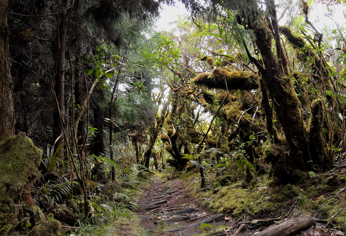 Cryptomeria plantation versus primary forest.