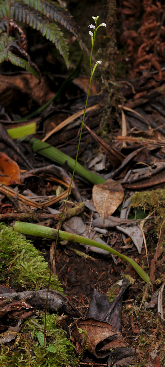 Cynorkis coccinelloides