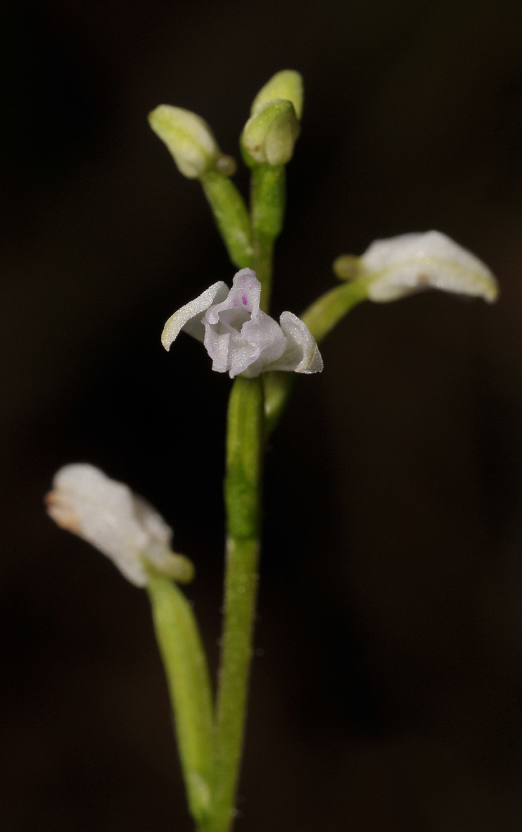 Cynorkis coccinelloides. Closer.