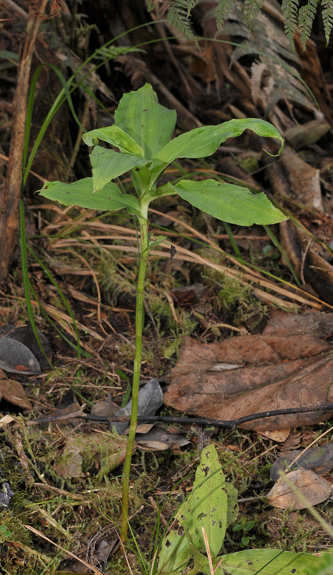 Habenaria undulata