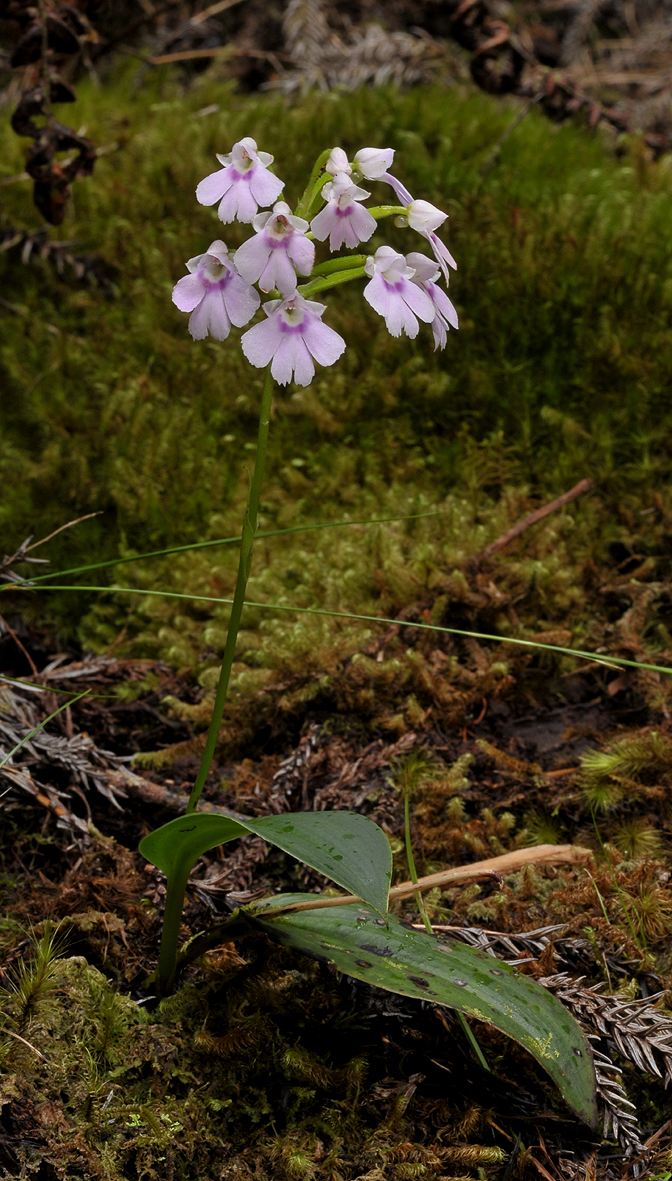 Physoceras sp. aff. boryanum.