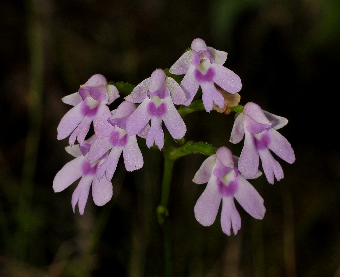 Physoceras sp. aff. boryanum. Closer.