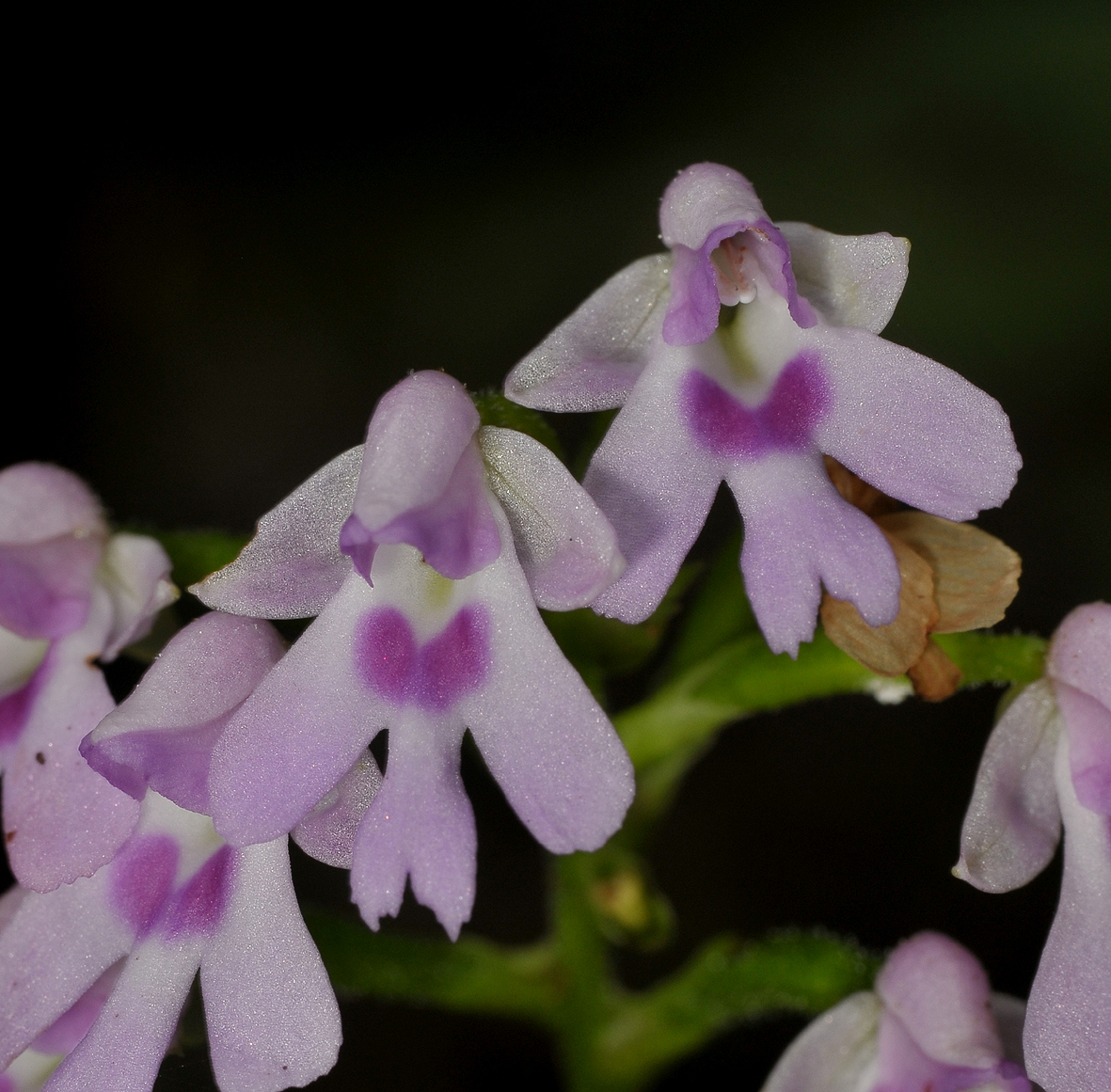 Physoceras sp. aff. boryanum. Close-up.