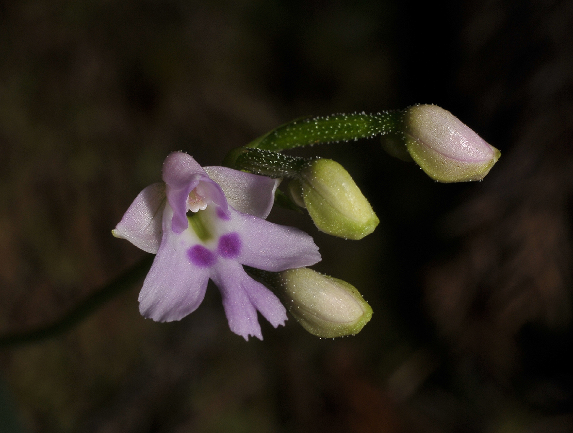 Physoceras lageniferum. Close-up.