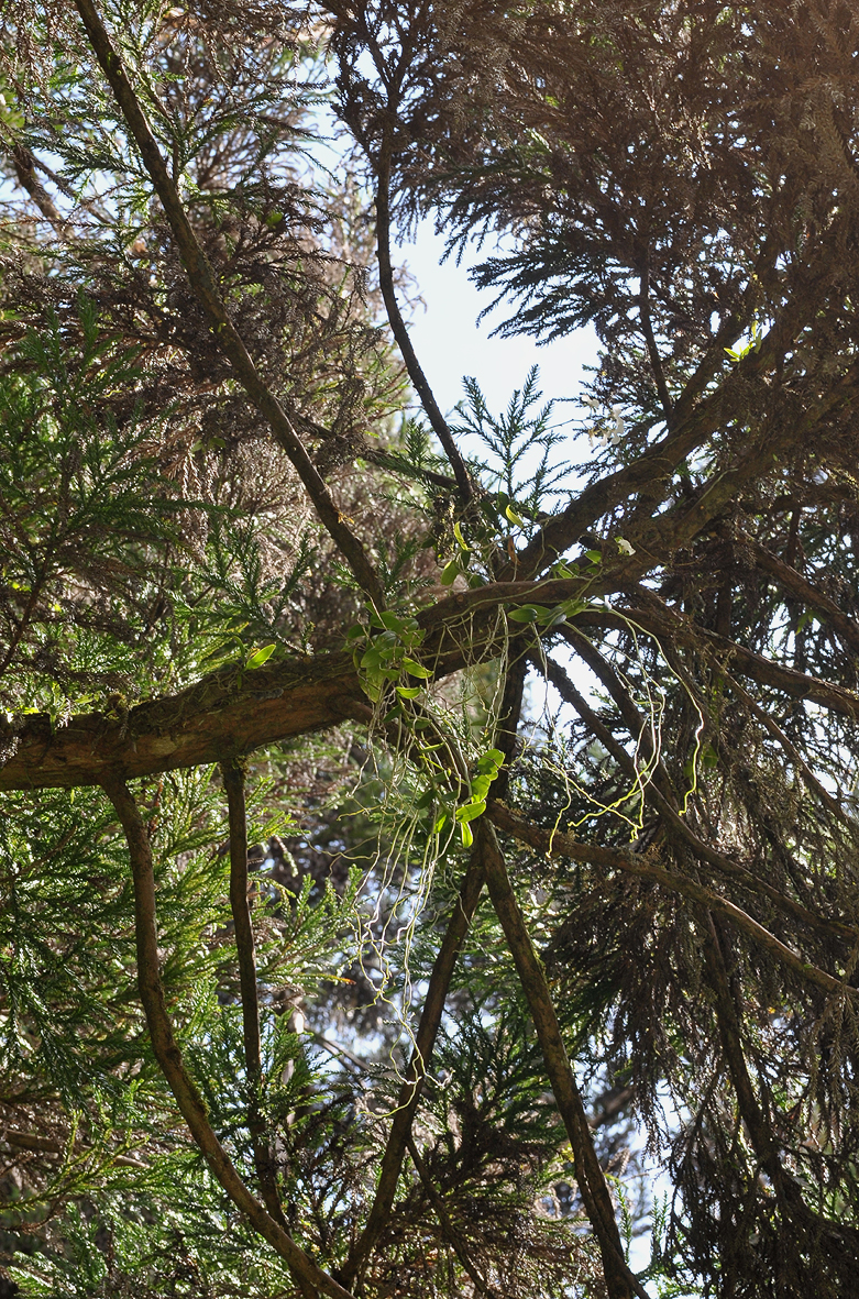 Oeonia rosea in Cryptomeria japonica.
