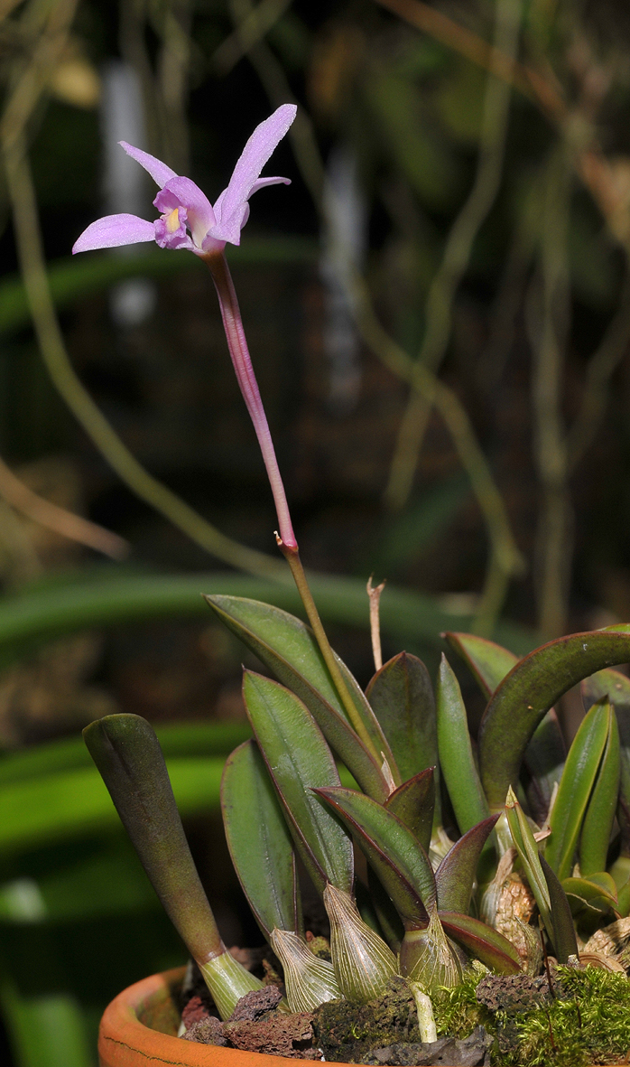 Cattleya liliputana