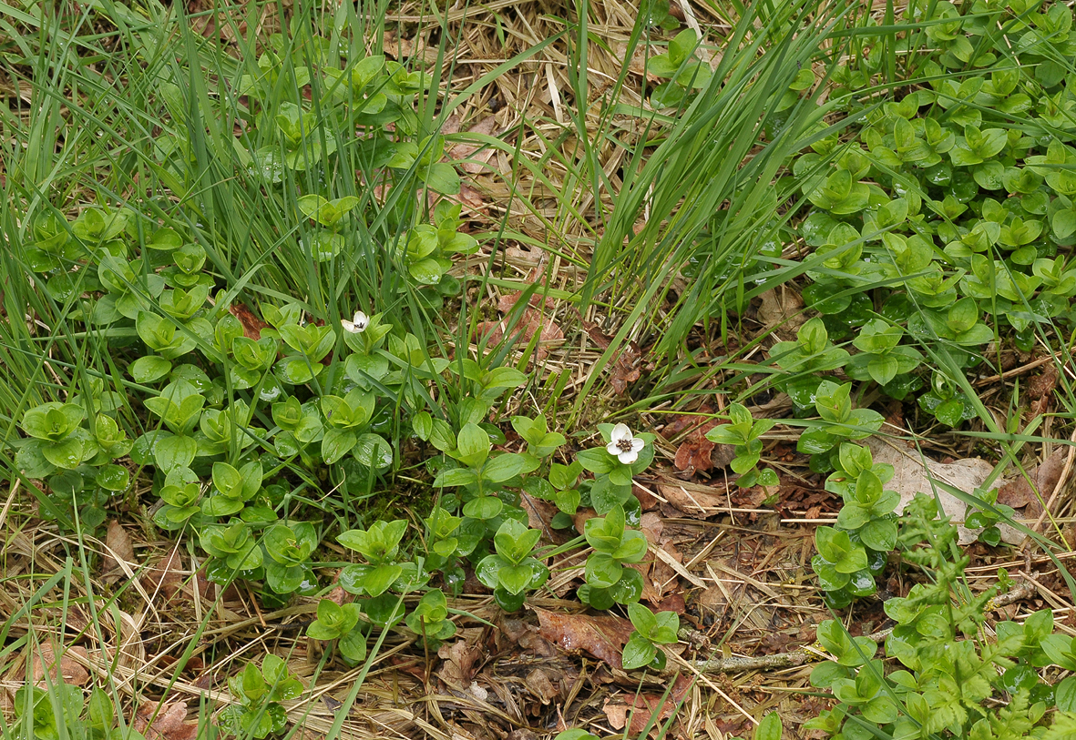 Cornus sueica.