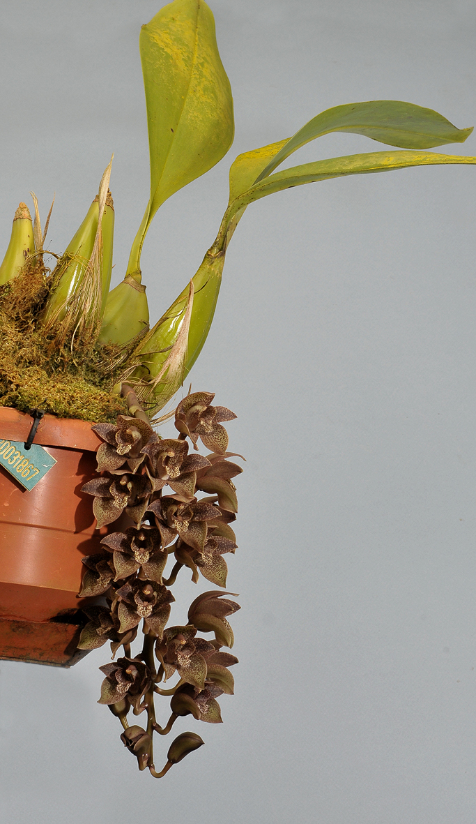 Grammatophyllum stapeliiflorum