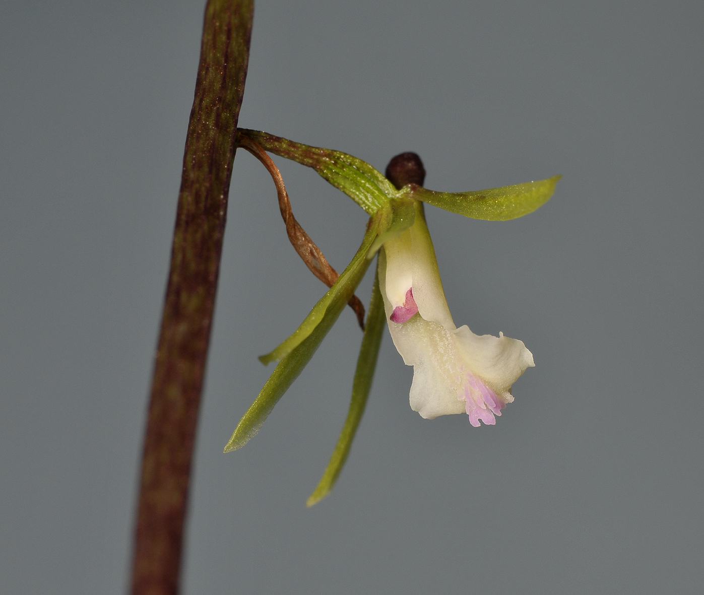 Nephelaphyllum tenuiflorum. Close-up.