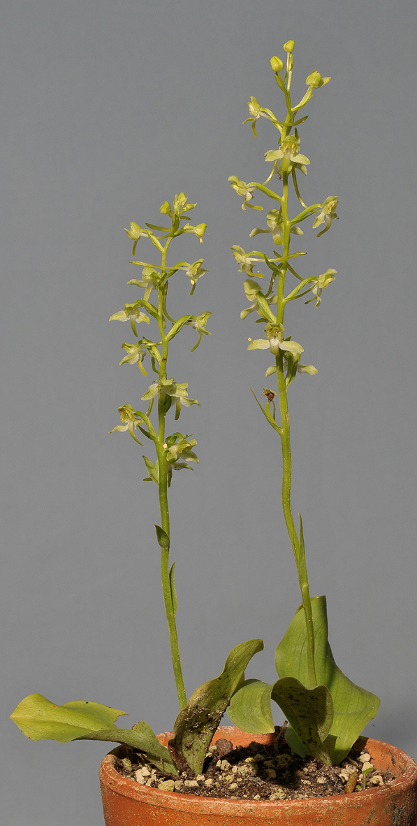 Platanthera chlorantha.