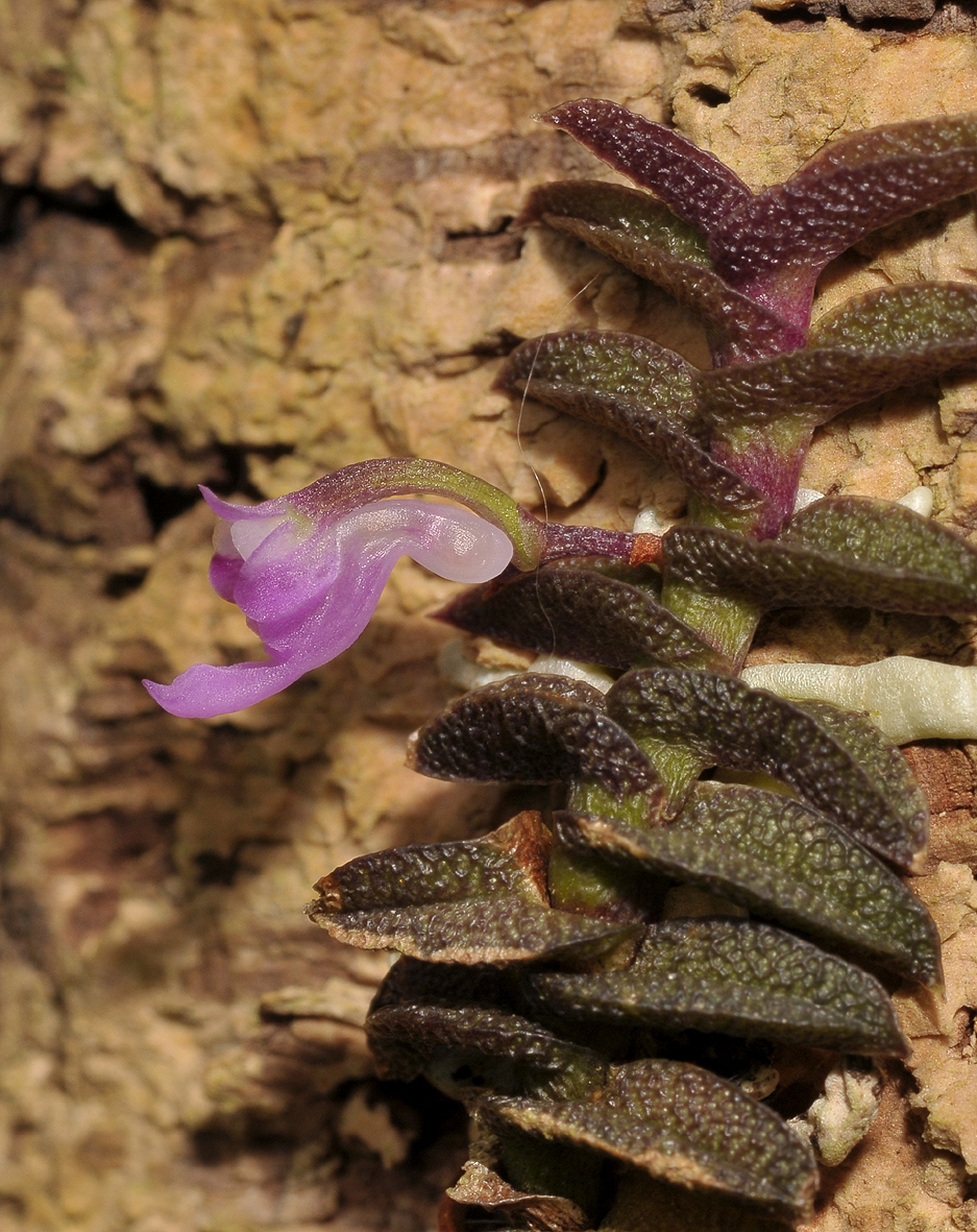 Schoenorchis pygmaea. Closer.