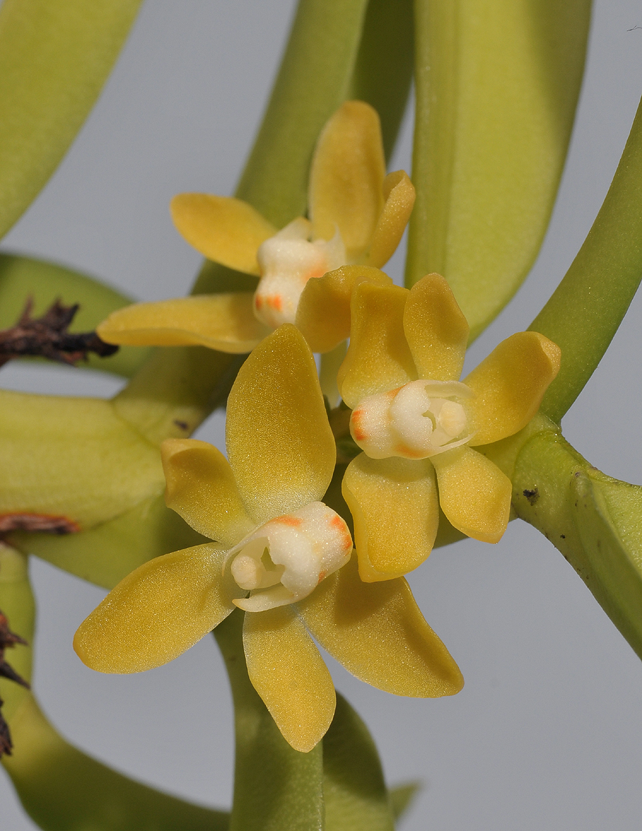 Thrixspermum subulatum. Close-up.