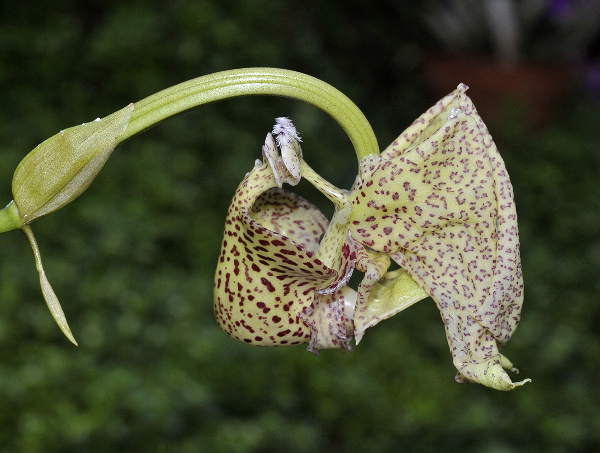 Coryanthes wenzeliana.