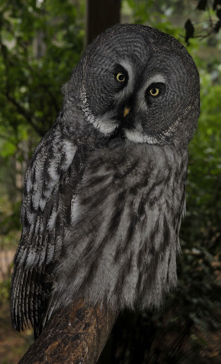 Strix nebulosa.