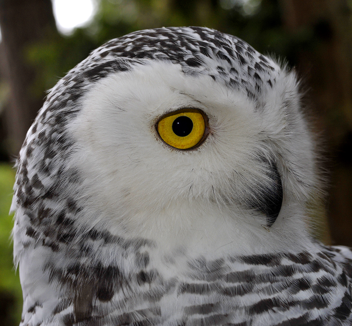 Bubo scandiacus.