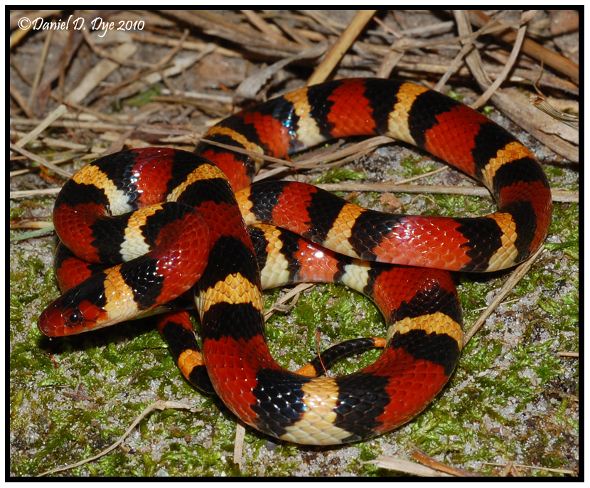 Scarlet King Snake (Lampropeltis triangulum elapsoides)