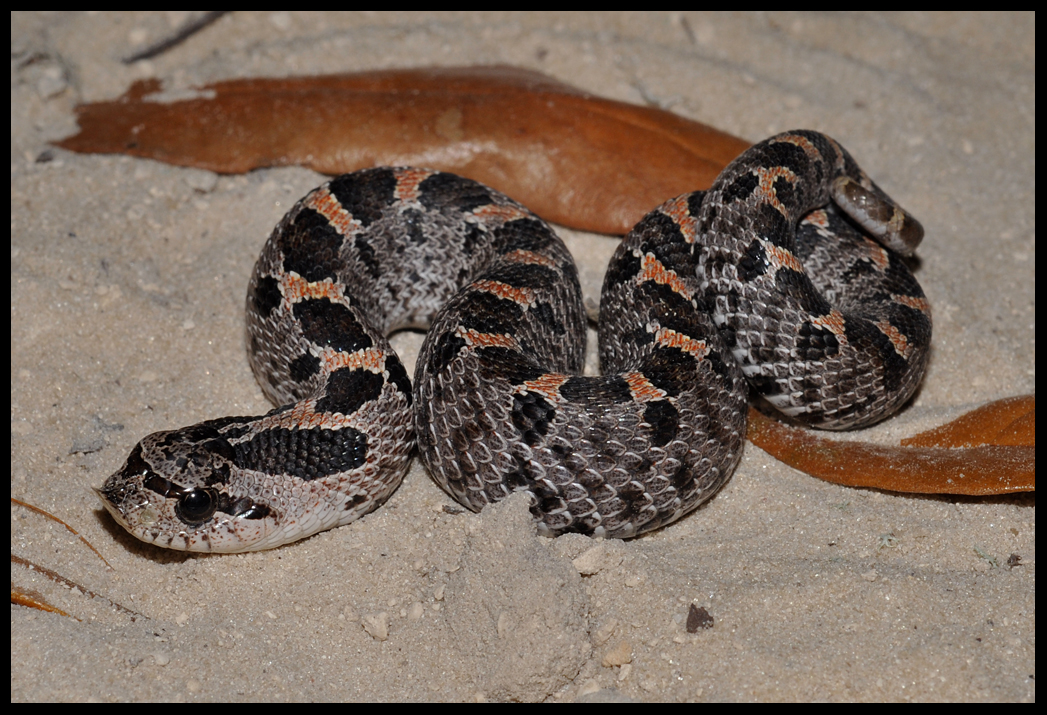 Southern Hognose Snake (Heterodon simus)