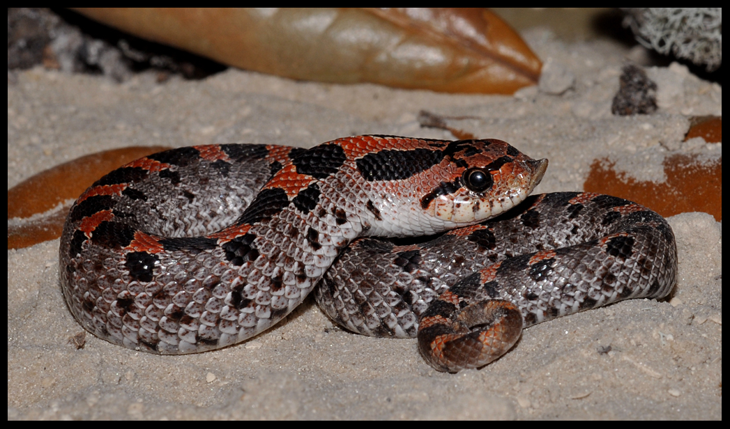 Southern Hognose Snake (Heterodon simus)