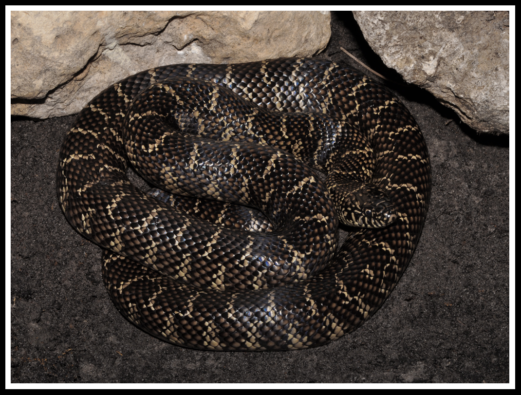 Florida Kingsnake (Lampropeltis getulus floridana)
