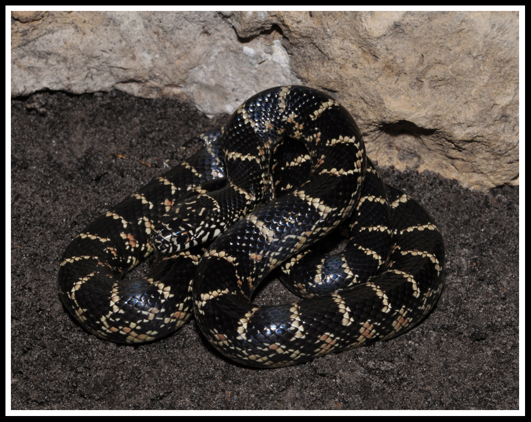 Florida Kingsnake Juvenile (Lampropeltis getulus floridana)
