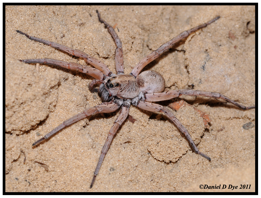 Carolina Wolf Spider (Hogna carolinensis)