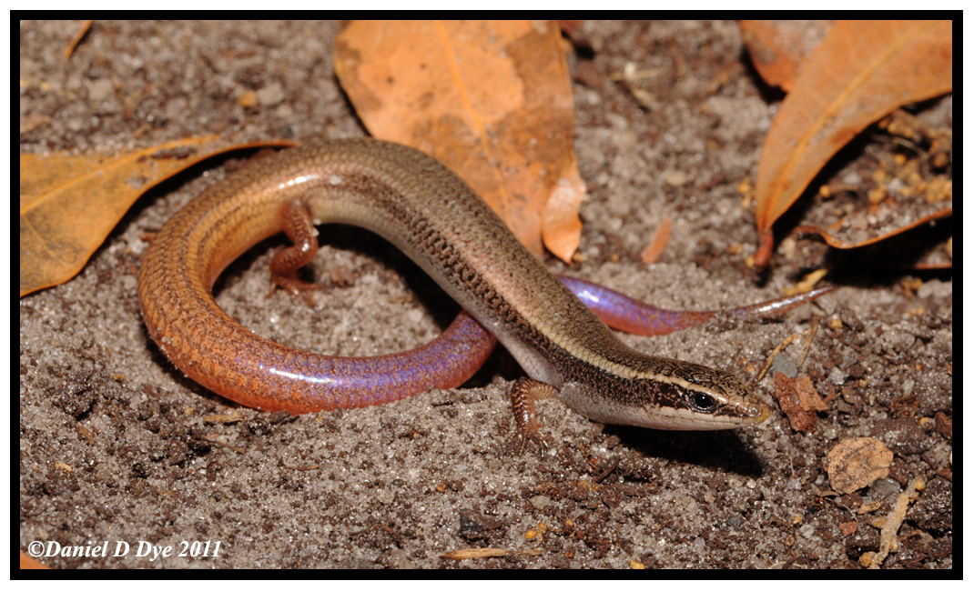 Peninsula Mole Skink (Plestiodon egregius onocrepis)