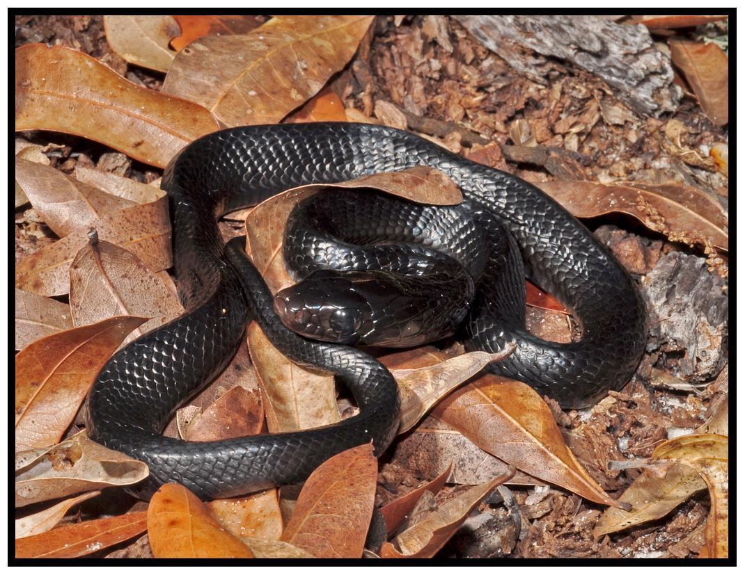 Eastern Indigo (Drymarchon couperi)